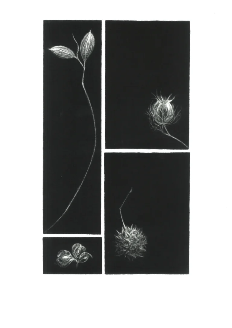 Valeria Iseppi, «Semi» (2022): maniera nera, 50 × 35 cm